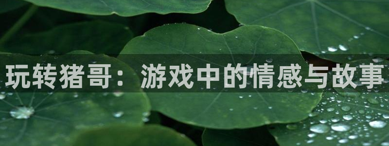 雷火竞技官方客服电话：玩转猪哥：游戏中的情感与故事